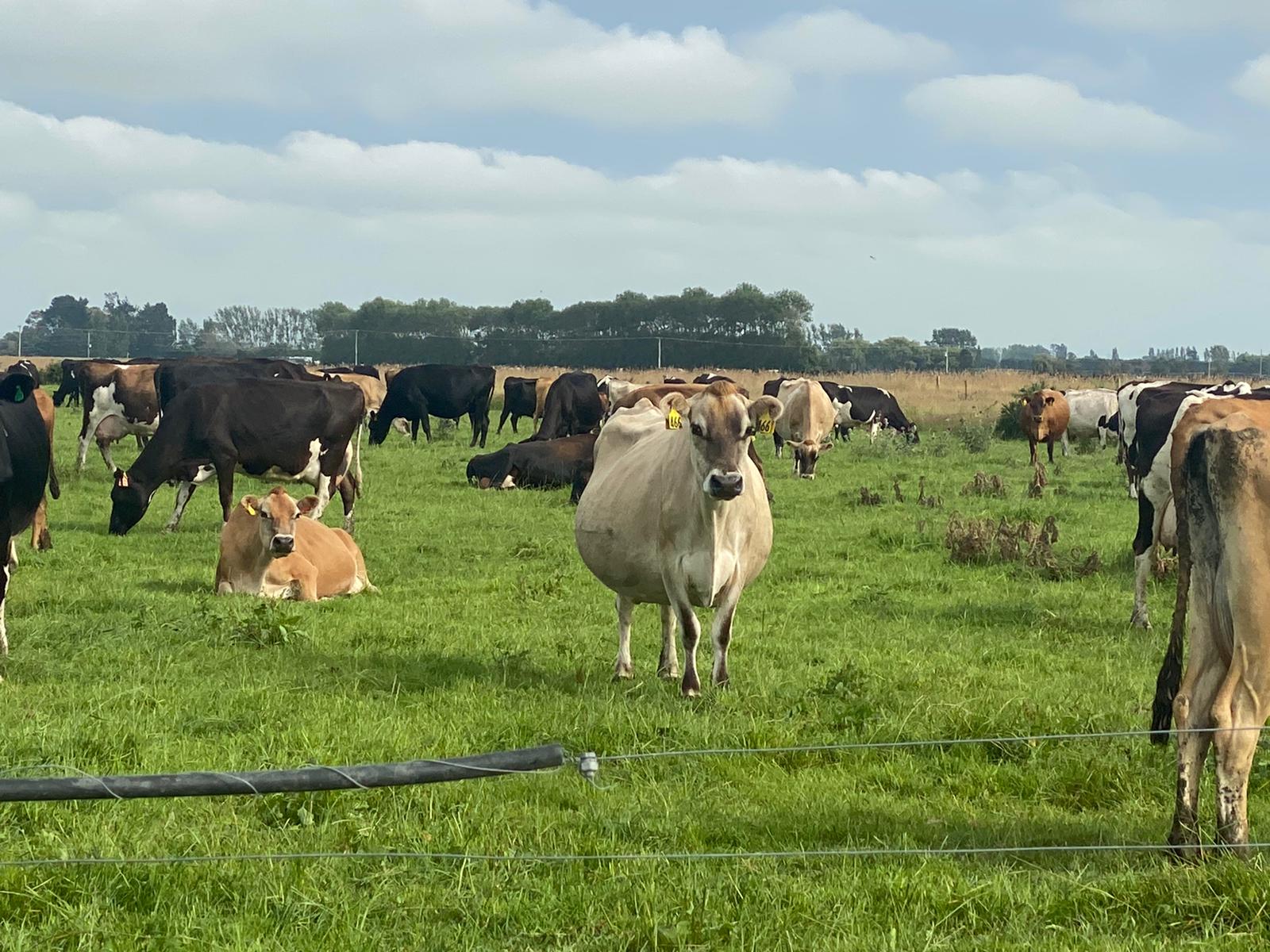 Vache Kiwi au pâturage